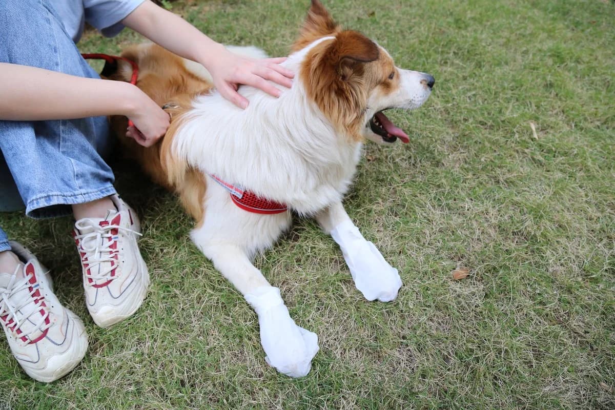 Pet Moisturizing Foot Mask - 15