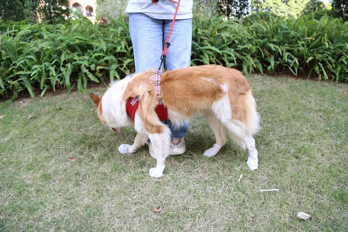 Pet Moisturizing Foot Mask - 17