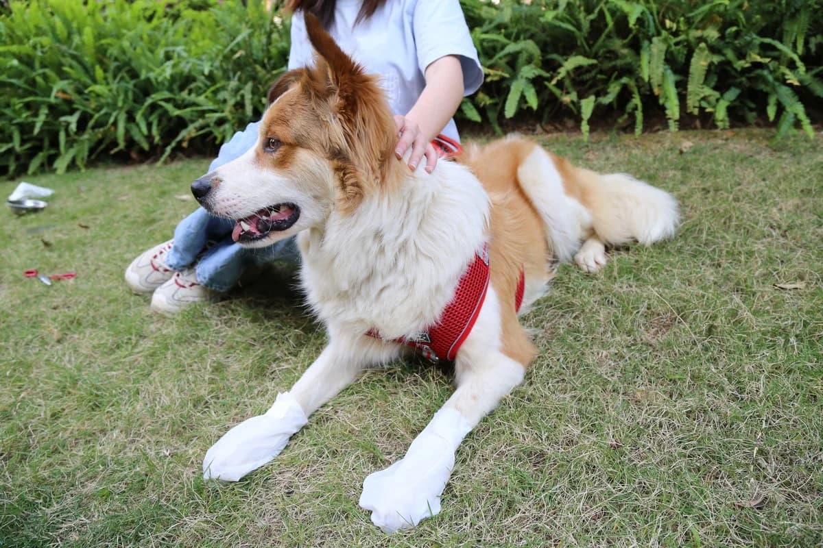 Pet Moisturizing Foot Mask - 19