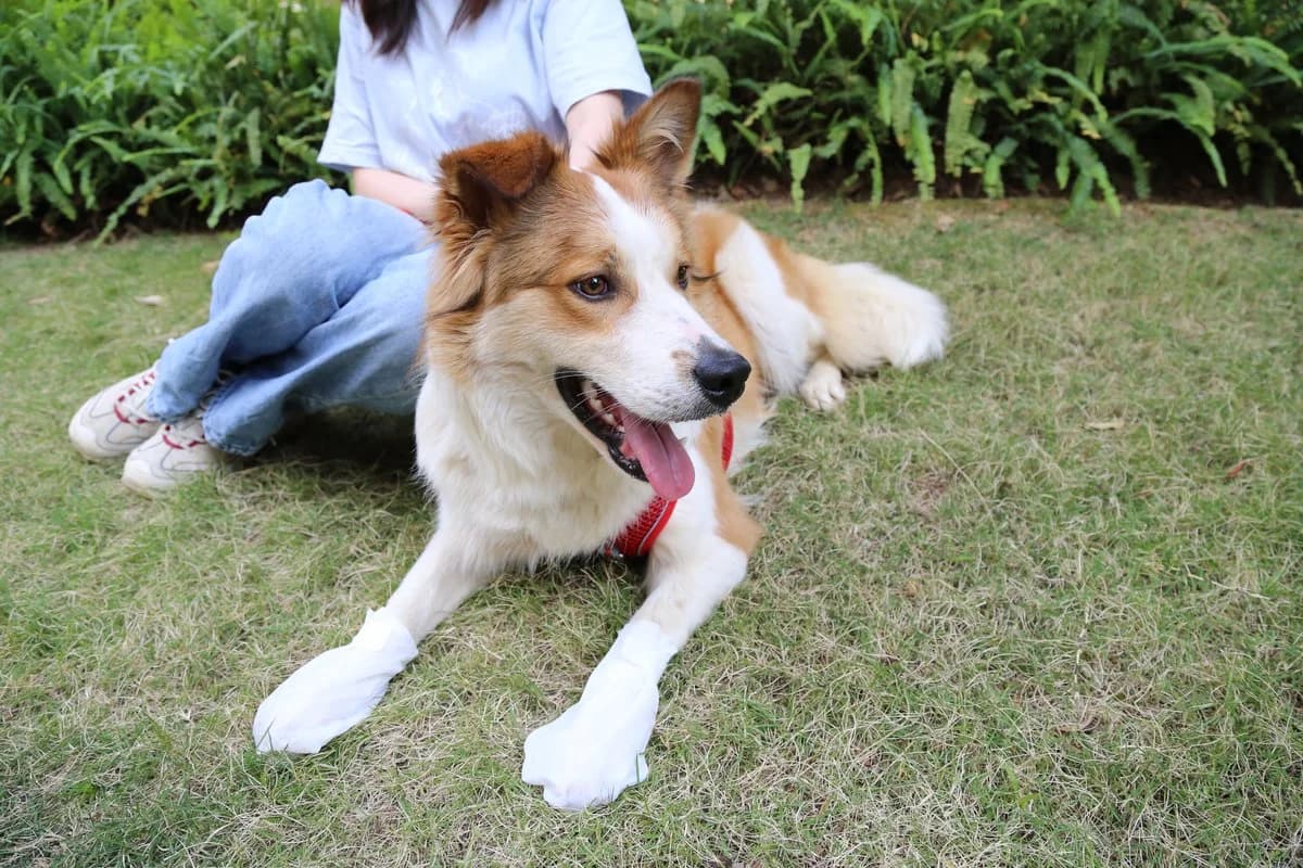 Pet Moisturizing Foot Mask - 21