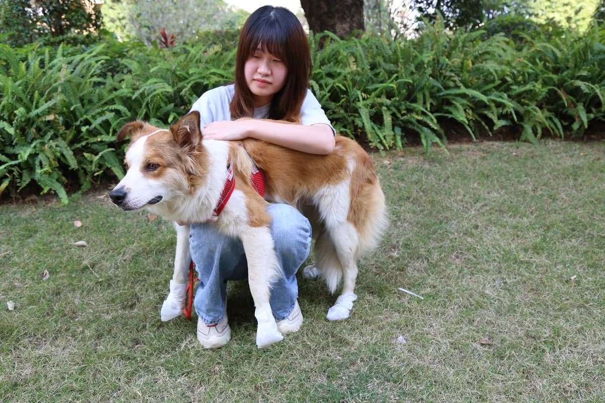 Pet Moisturizing Foot Mask - 24