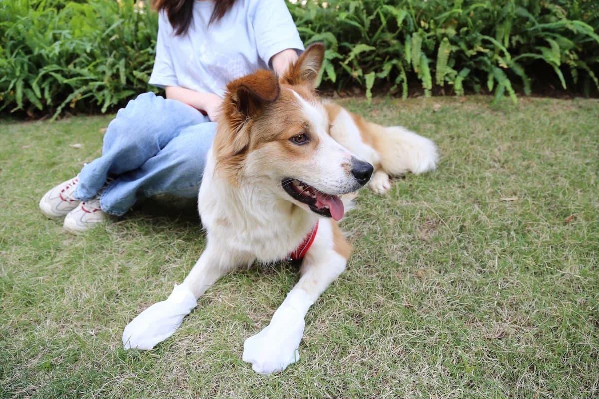 Pet Moisturizing Foot Mask - 25