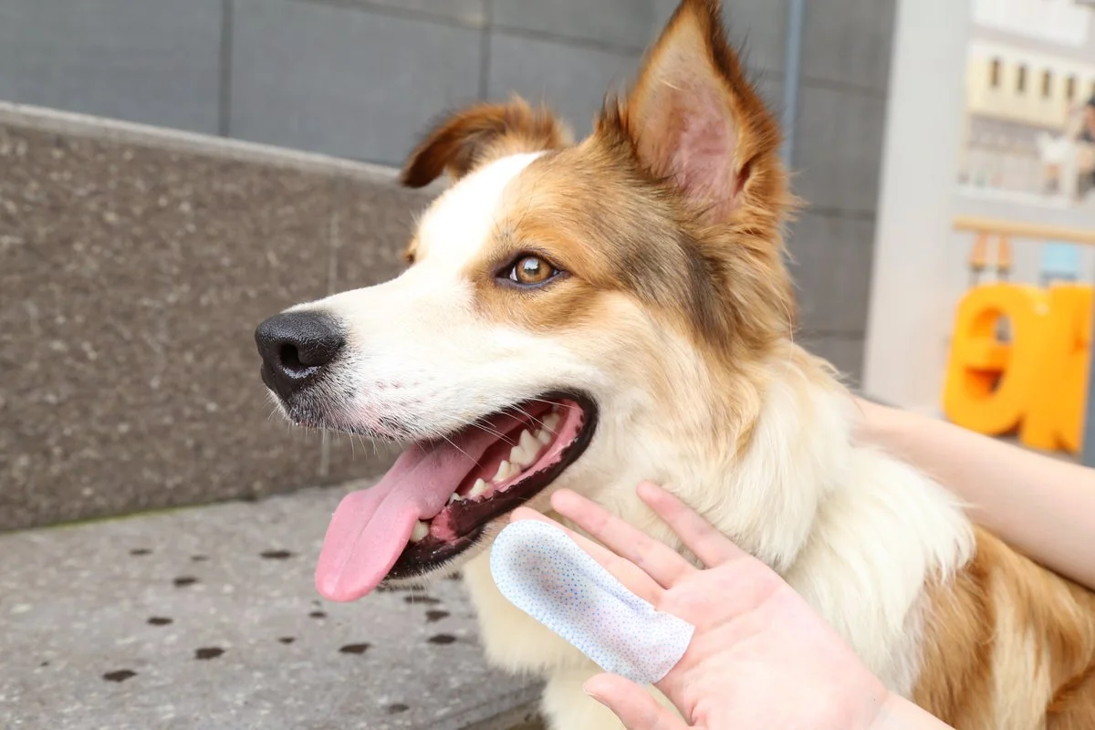Pet Care Gloves thumbnail 6