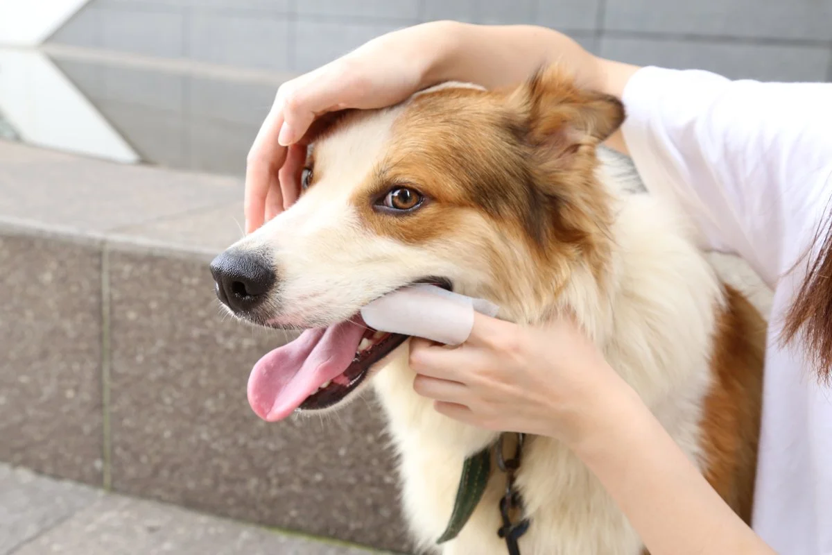 Pet Care Gloves thumbnail 15
