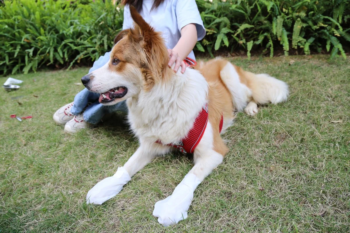 Pet Moisturizing Foot Mask thumbnail 9