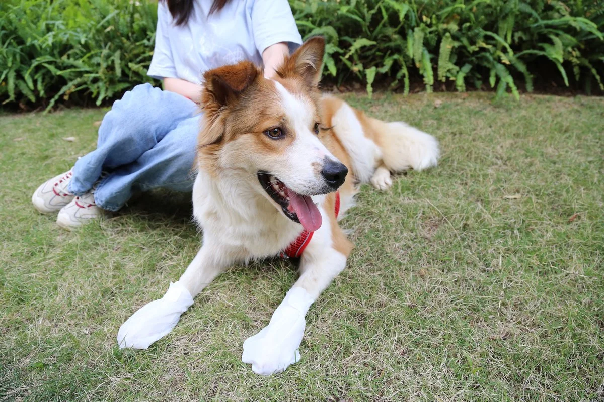 Pet Moisturizing Foot Mask thumbnail 11